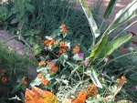 Monarch Butterflies & Flowers