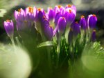 purple crocuses