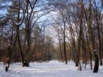 Forest in winter