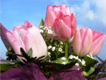 Bouquet  of   pink tulips