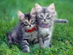 cute cats