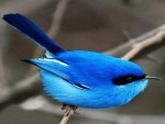 Beautiful Blue Bird