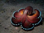 Beautiful Octopus
