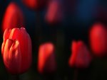 Red tulips