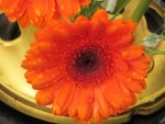 Tangerine Gerbera