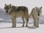 Wolves in Snow