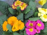 Primula Heaven