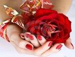 Red rose gift