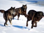 Running with the Pack