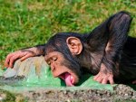 chimpansee