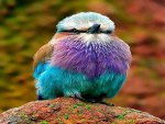 Colorful Bird