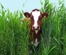 cow in grass