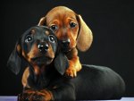 cutest dogs