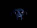 Black Labrador