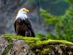 BALD EAGLE