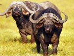 Buffalo of Africa