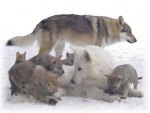 Wolf Family
