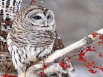 Snow Owl