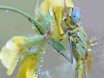 dewy dragonfly