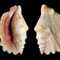 Laciniate Conch