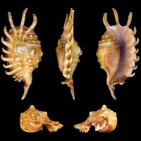 Millipede Spider Conch