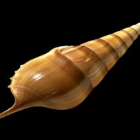 Arabian Tibia Shell