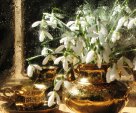 Snowdrops