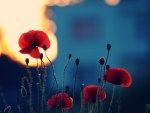 Evening Poppies