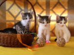 Kittens