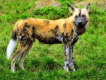 Wild dog of Africa