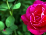 beautiful rose