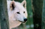 White Wolf