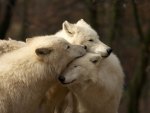 Pack of White Wolves