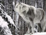 Big White Wolf