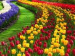 Tulips garden
