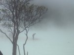 Man in Fog