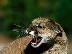 Snarl Cougar