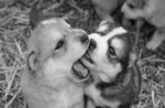 Black & White Puppy Love