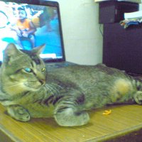 KENANGAN BERSAMA JABAL WAQIESH MUHAMMAD APPLE 2011