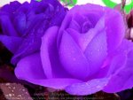 Purple Rose