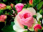 Beautiful pink roses