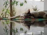 Reflecting Cat