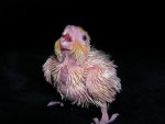 tikis baby cockatiel