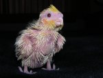 New baby cockateil