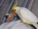 Mommy and Baby Cockateil