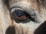 Horse Eye