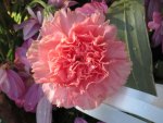 Pink Carnation for Gemma
