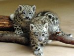 snow leopards
