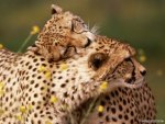 leopard love