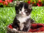 Small kitten in basket